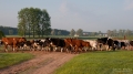 030_Biebrza - maj 2013
